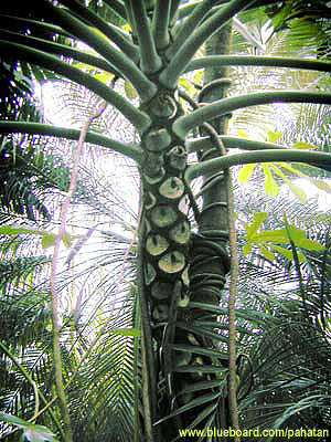 Thaumatophyllum selloum - Thaumatophyllum bipinnatifidum .