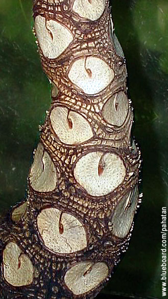 Thaumatophyllum solimoesense.