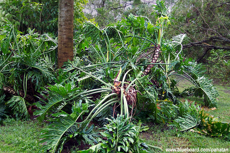 Thaumatophyllum selloum - Thaumatophyllum bipinnatifidum .