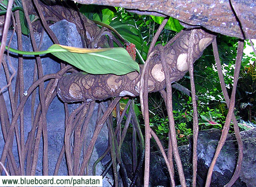 Thaumatophyllum selloum - Thaumatophyllum bipinnatifidum .