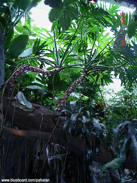 Thaumatophyllum selloum - Thaumatophyllum bipinnatifidum .