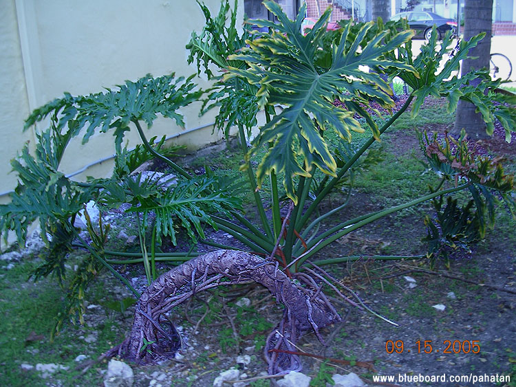 Thaumatophyllum selloum - Thaumatophyllum bipinnatifidum.