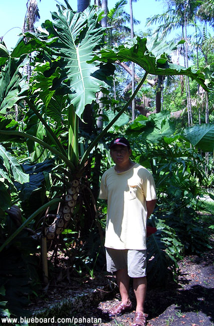Thaumatophyllum x Evansii.