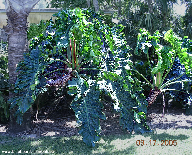 Thaumatophyllum x Evansii.