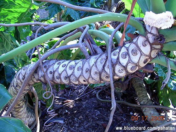 Thaumatophyllum x Evansii.