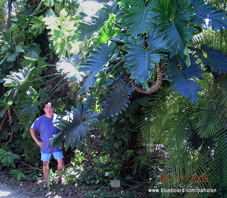 Thaumatophyllum undulatum.