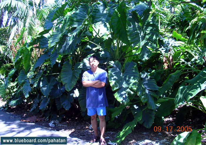 Thaumatophyllum speciosum.