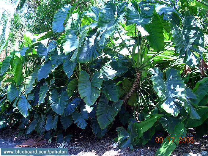 Thaumatophyllum speciosum.