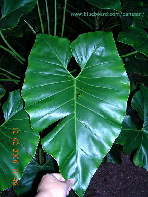 Thaumatophyllum corcovadense.