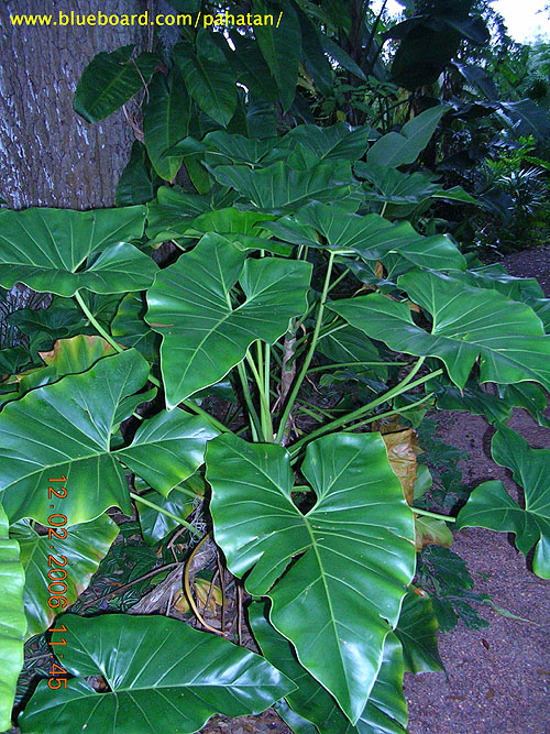 Thaumatophyllum corcovadense.