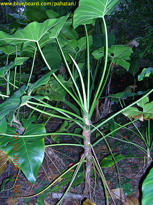 Thaumatophyllum corcovadense.