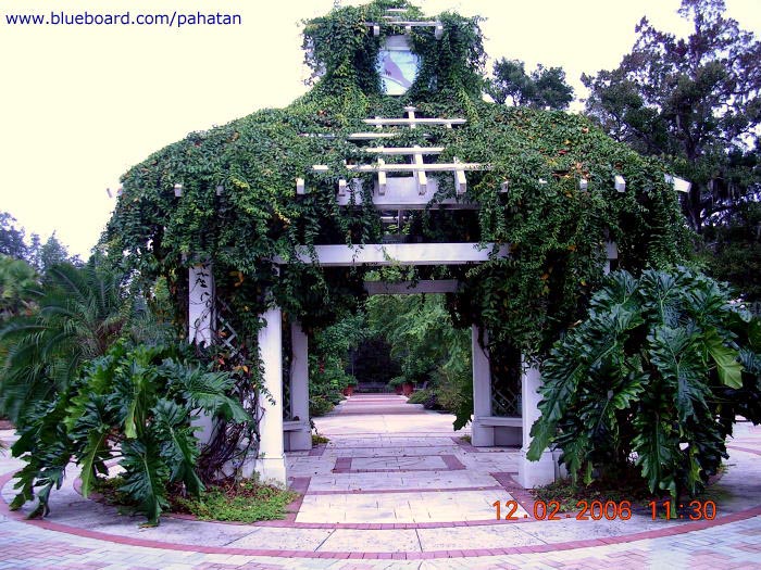 Thaumatophyllum x Evansii.