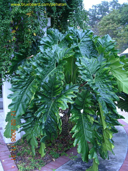 Thaumatophyllum x Evansii.