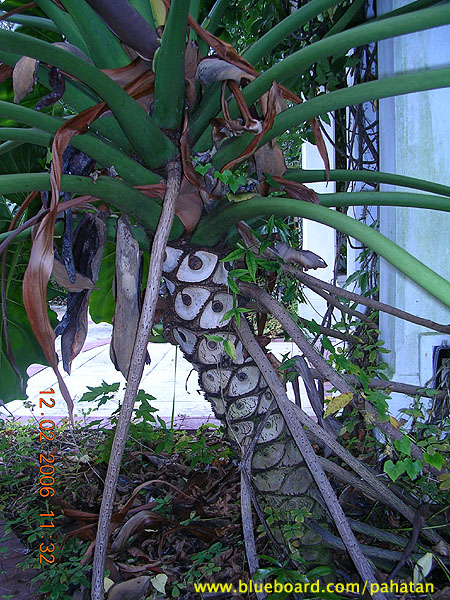 Thaumatophyllum x Evansii.