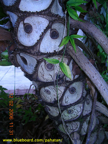 Thaumatophyllum x Evansii.