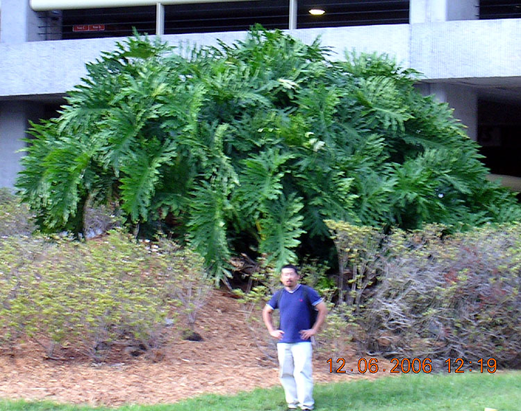 Thaumatophyllum selloum - Thaumatophyllum bipinnatifidum