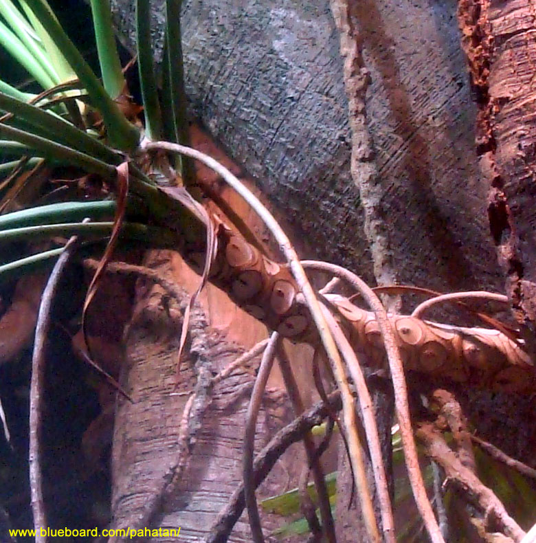 Thaumatophyllum unknown.