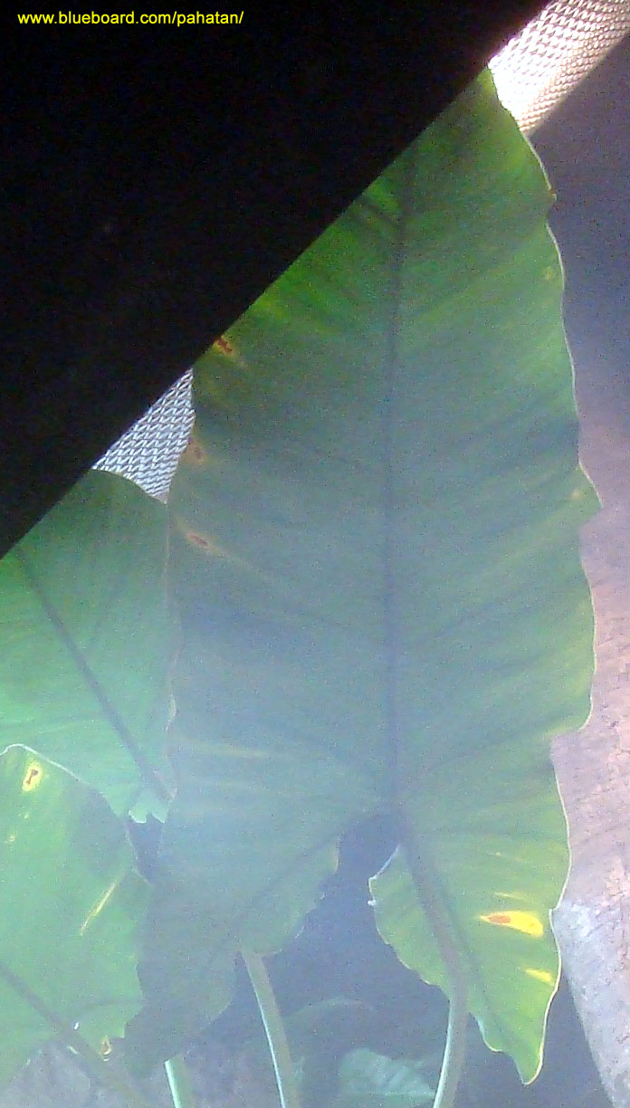 Thaumatophyllum unknown.