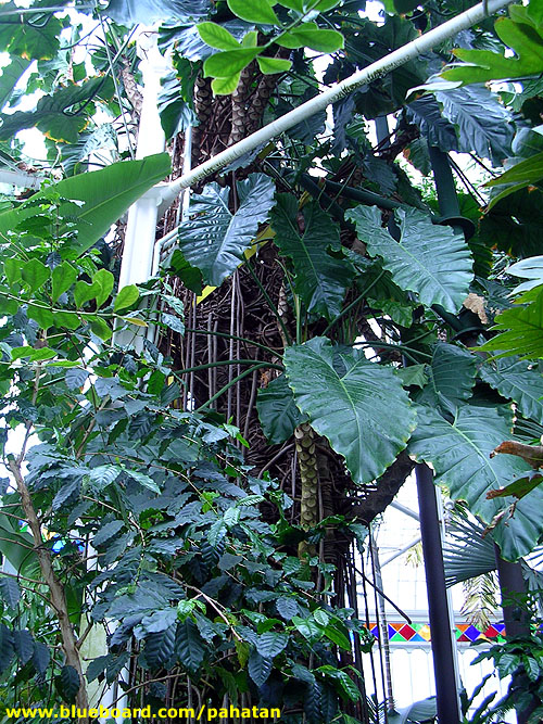 Thaumatophyllum speciosum at Conservatory of Flowers San Francisco.