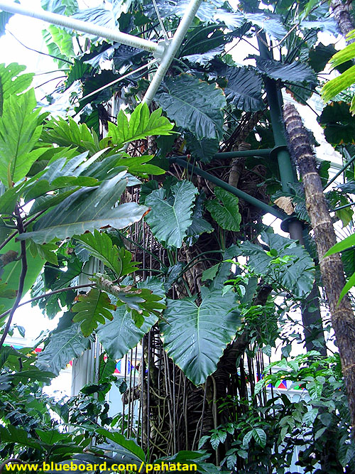 Thaumatophyllum speciosum at Conservatory of Flowers San Francisco.