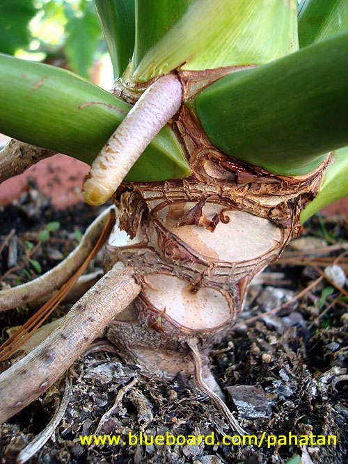 Thaumatophyllum bipinnatifidum and Thaumatophyllum goeldii - African mask hybrid.