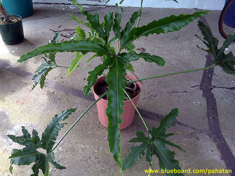 Thaumatophyllum bipinnatifidum and Thaumatophyllum goeldii - African mask hybrid.