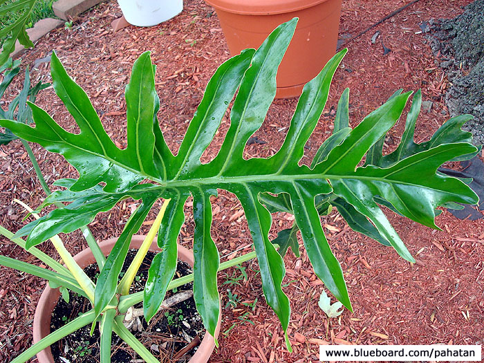 Thaumatophyllum unknown.