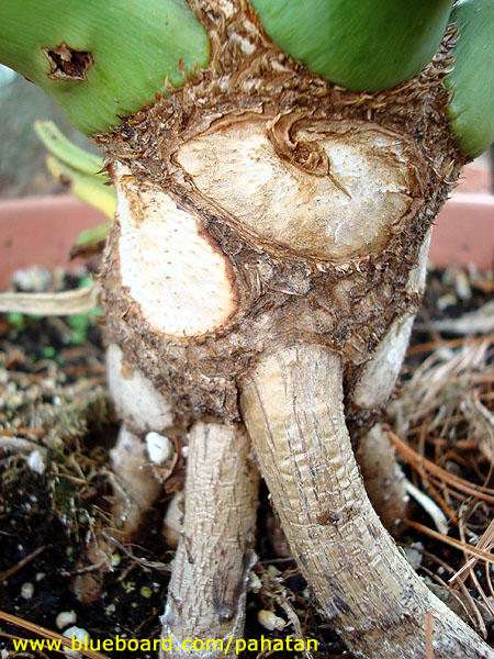 Thaumatophyllum unknown.