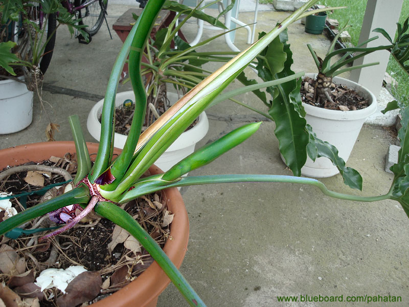 Thaumatophyllum bipinnatifidum and Thaumatophyllum goeldii - African fantasy hybrid.