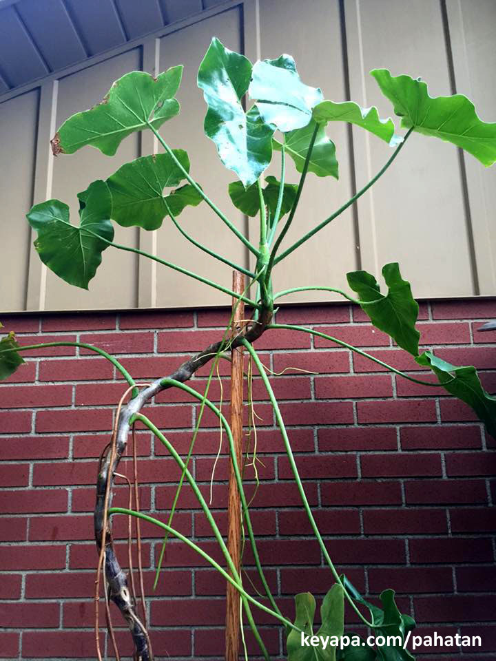 Thaumatophyllum corcovadense.