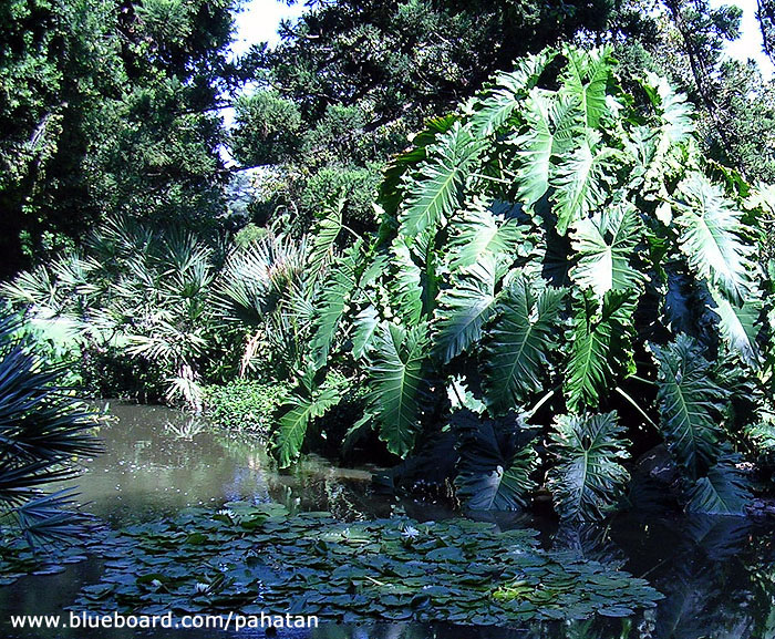 Thaumatophyllum x evansii.