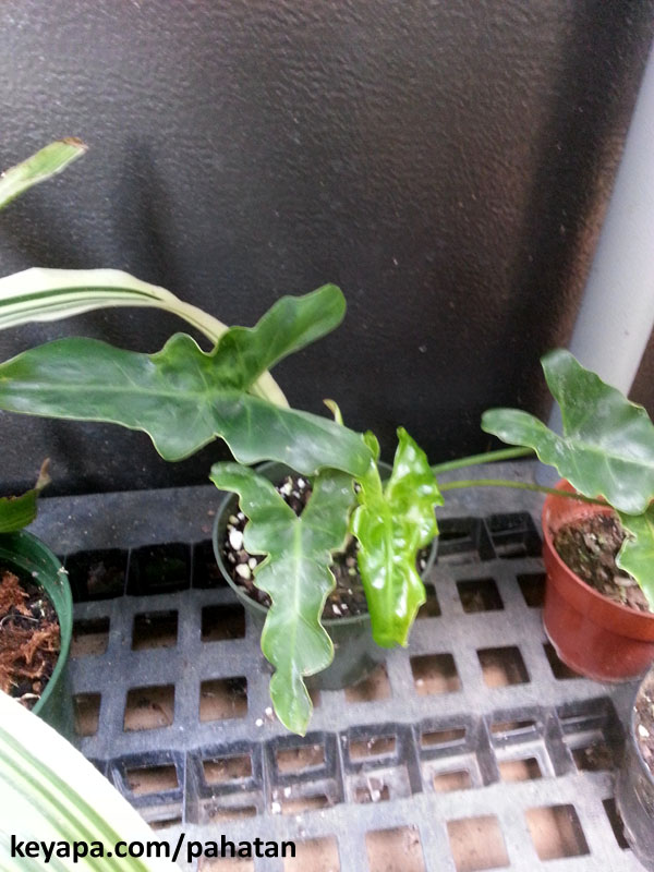 Thaumatophyllum Maharlika 2.