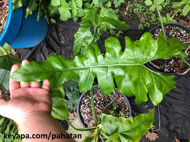 Thaumatophyllum Maharlika 2.