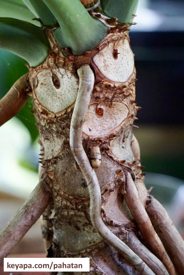 Thaumatophyllum mello-barretoanum.