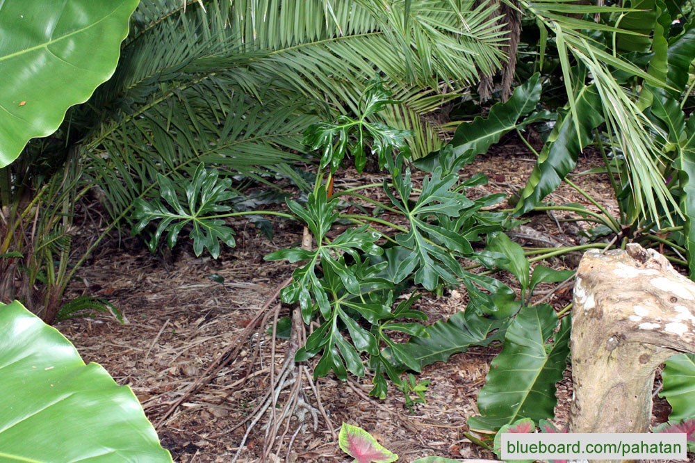 Thaumatophyllum adamantinum.