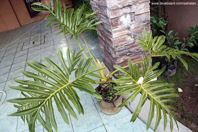 Thaumatophyllum bipinnatifidum selloum.