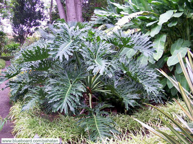 Thaumatophyllum bipinnatifidum selloum.