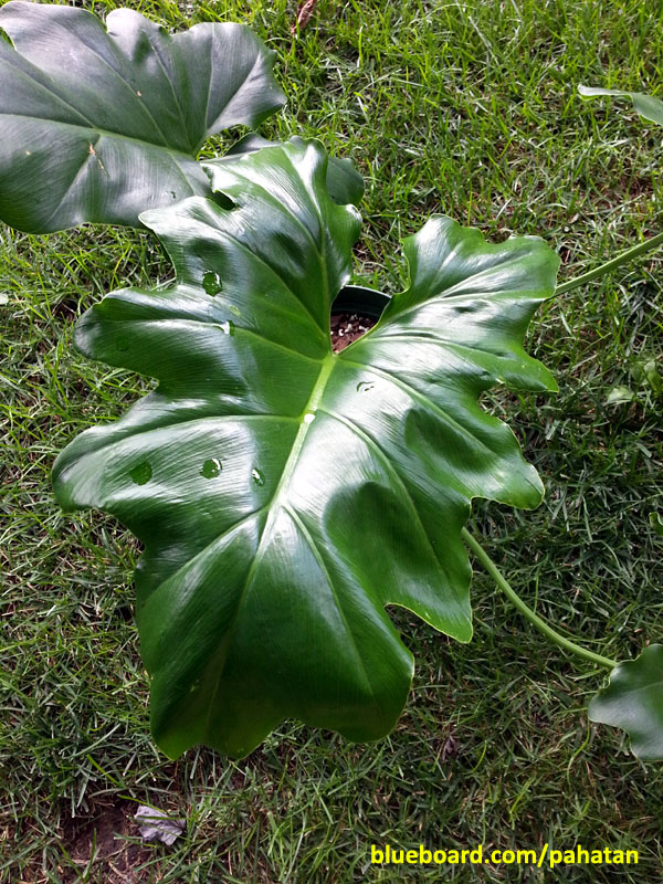 Thaumatophyllum Chumley x Evansii.