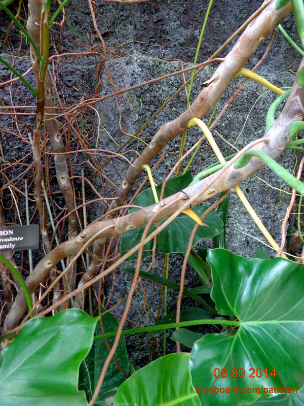 Thaumatophyllum corcovadense.