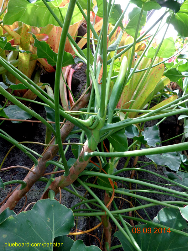 Thaumatophyllum corcovadense.