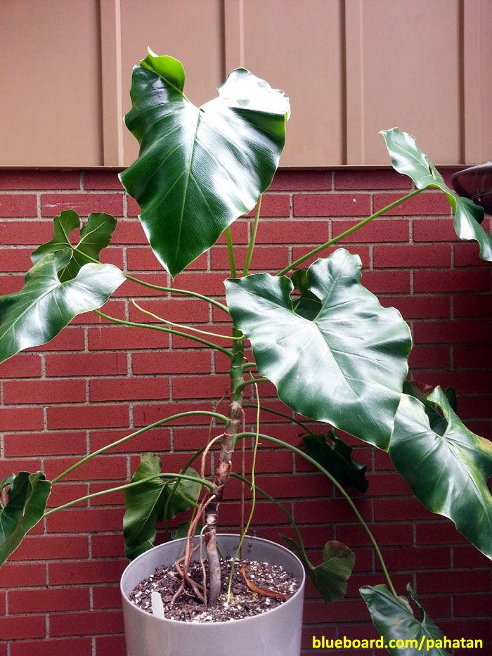 Thaumatophyllum corcovadense.