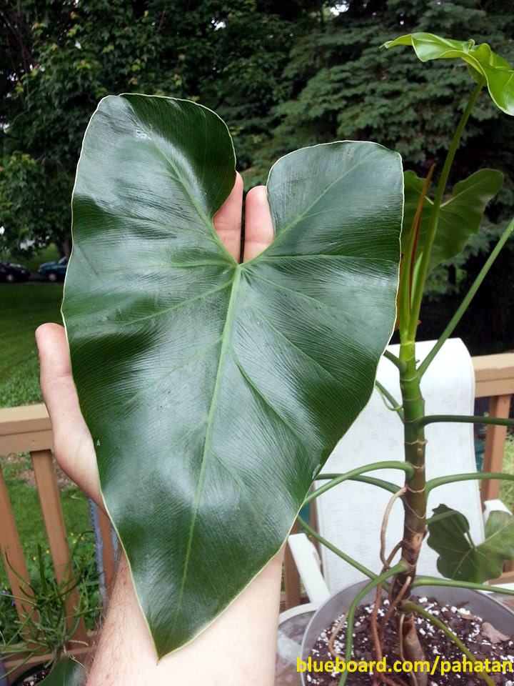 Thaumatophyllum corcovadense.