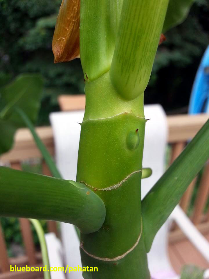 Thaumatophyllum corcovadense.