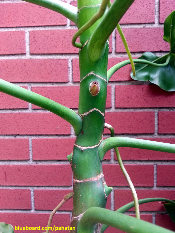 Thaumatophyllum corcovadense.
