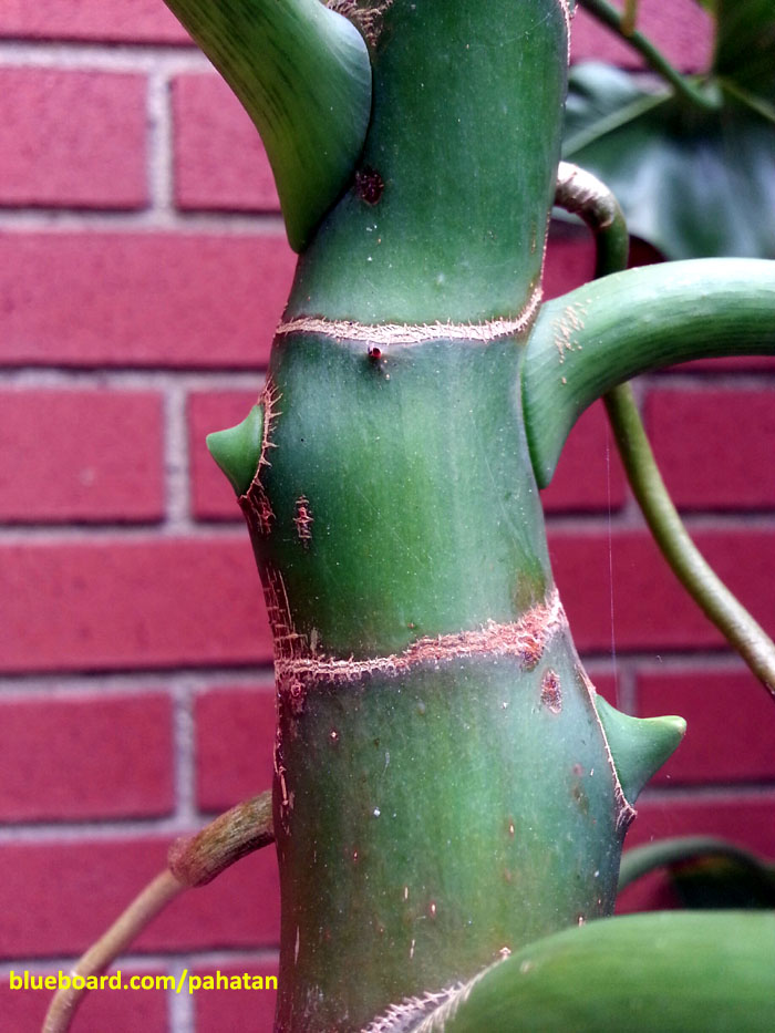 Thaumatophyllum corcovadense.