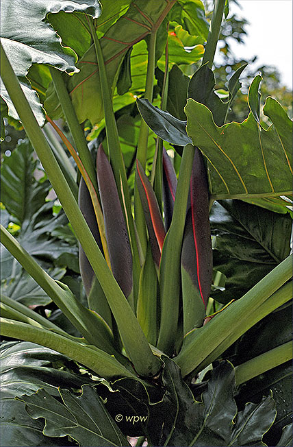 Thaumatophyllum eichleri.