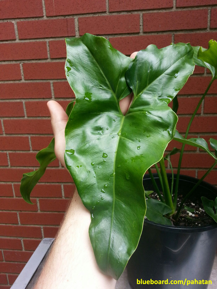 Thaumatophyllum Jungle Whisper.