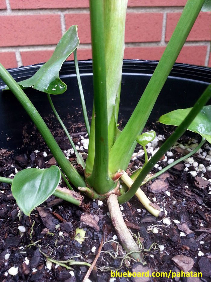Thaumatophyllum Jungle Whisper.