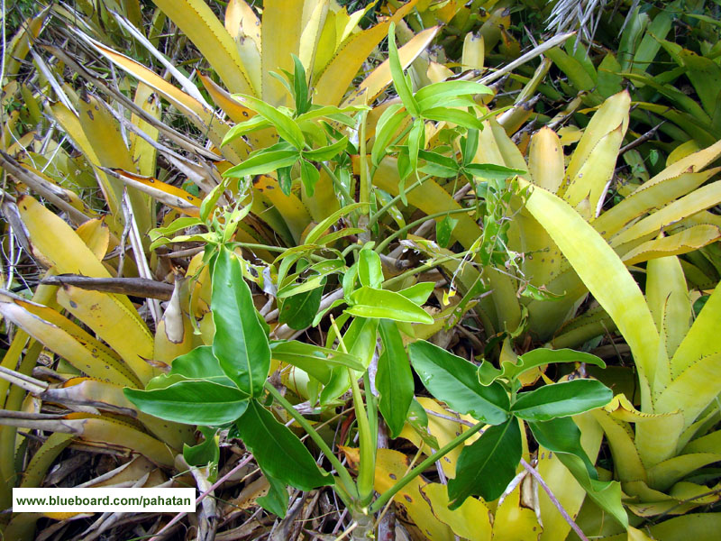 Thaumatophyllum leal-costa.