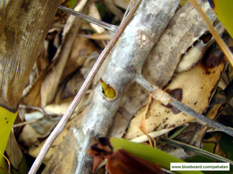 Thaumatophyllum leal-costa.
